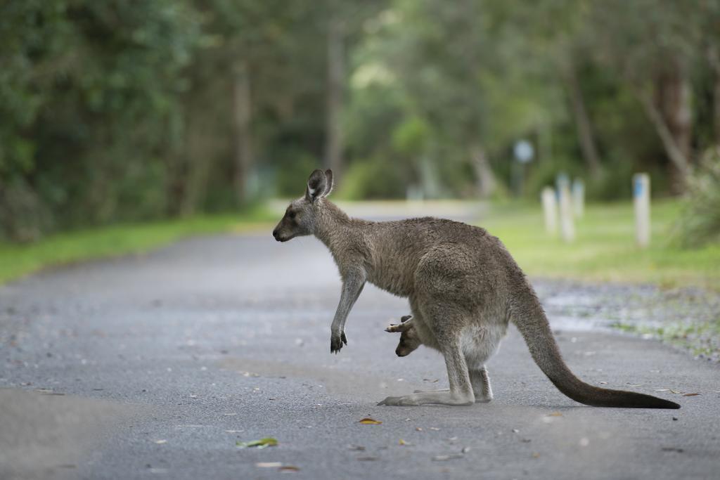 Nrma Myall Shores Holiday Park Bulahdelah Kültér fotó
